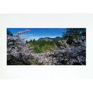 台灣阿里山櫻花季