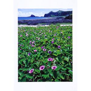 綠島牛頭山與馬鞍藤花