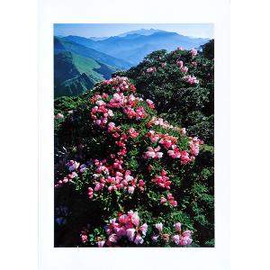 台灣高山花卉合歡山杜鵑