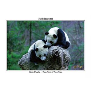 大熊貓團團&圓圓