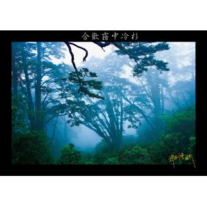合歡山冷杉