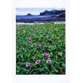 綠島牛頭山與馬鞍藤花