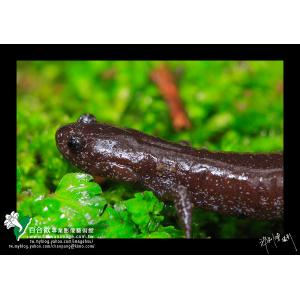觀霧山椒魚