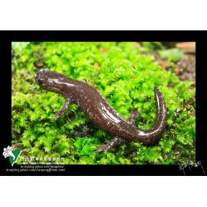 觀霧山椒魚