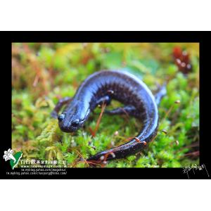 觀霧山椒魚