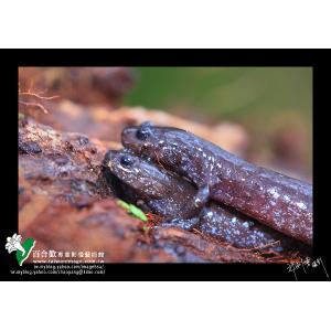 觀霧山椒魚
