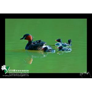 小鷿鷈