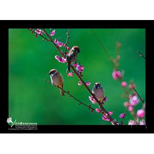 武陵臘梅與麻雀