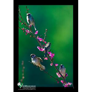 武陵臘梅與麻雀