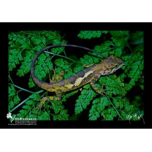 短肢攀蜥(台灣特有種)