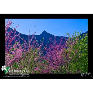 玉山春色