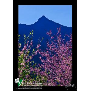 玉山春色