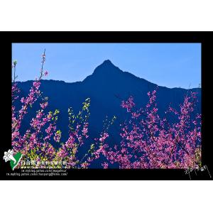 玉山春色