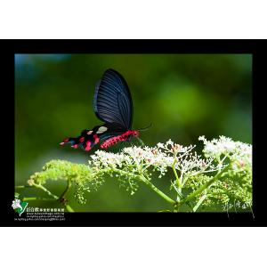 台灣麝香鳳蝶(雄)