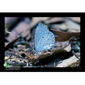 白紋琉璃小灰蝶