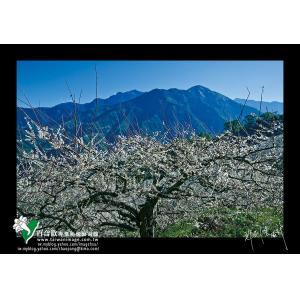 信義烏松崙梅花