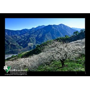 信義烏松崙梅花