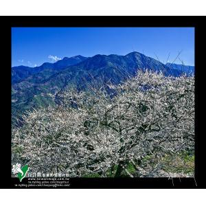 信義烏松崙梅花