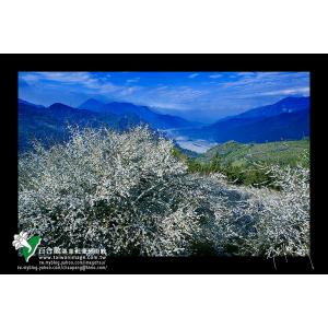 信義烏松崙梅花