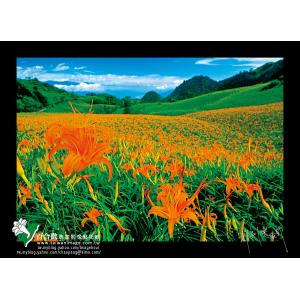 六十石山金針花