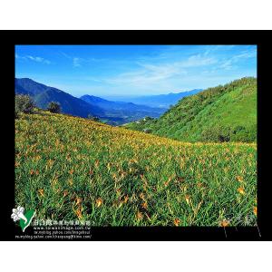 六十石山金針花