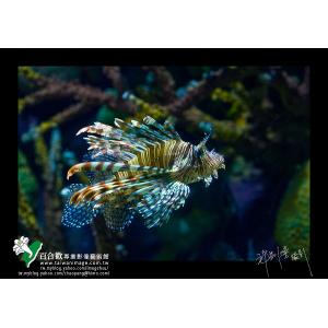 獅子魚