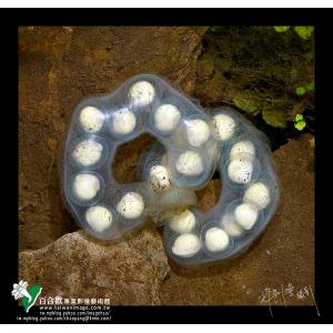 觀霧山椒魚卵