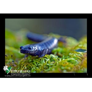 觀霧山椒魚