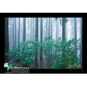 觀霧山森林之霧