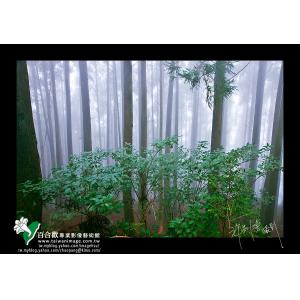 觀霧山森林之霧