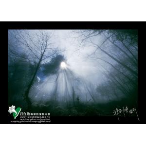 觀霧森林霧氣氤烟