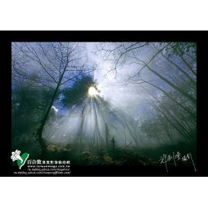 觀霧森林霧氣氤烟