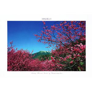 陽明山櫻花季