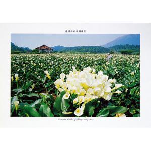 陽明山竹子湖海芋