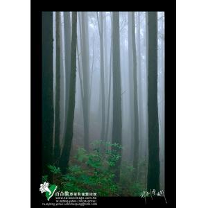 觀霧山林