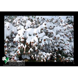 清境雪季