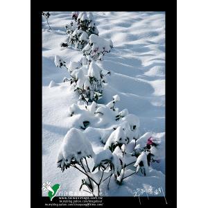 清境雪季