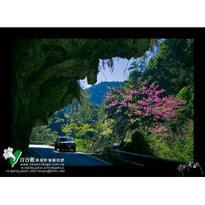 中橫春色