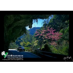 中橫春色