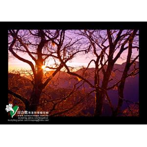 中橫春之朝陽