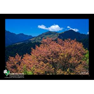 合歡山春之野櫻花