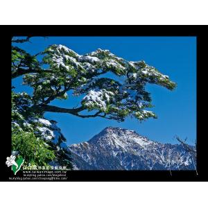 合歡山森林遊樂區雪景