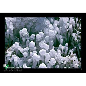 合歡山箭竹結冰