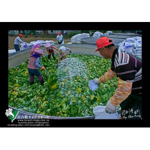 雲林大埤酸菜