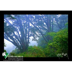 合歡冷杉