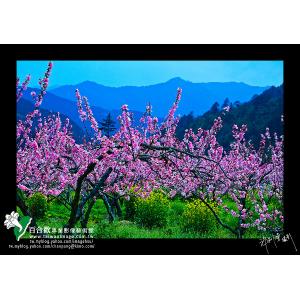 武陵桃花