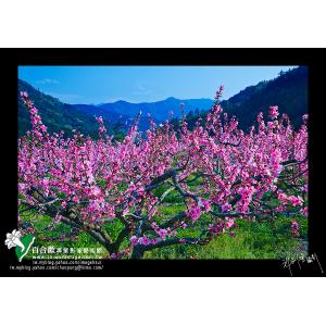武陵桃花