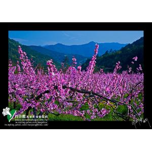 武陵桃花