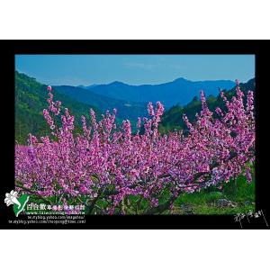 武陵桃花