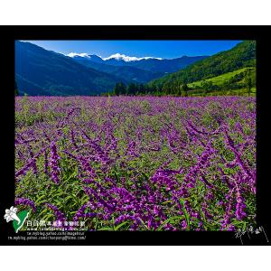 武陵墨西哥鼠尾草